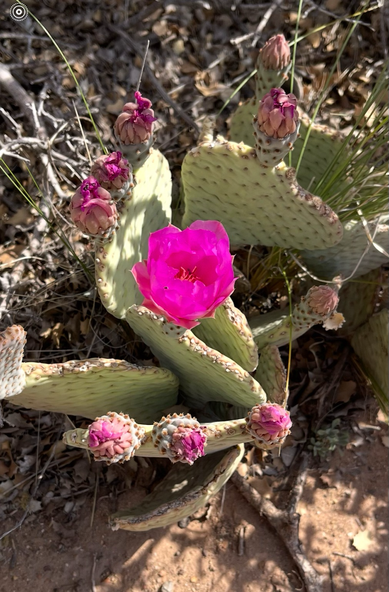 Image of a hot pink flower on top of a green prickly pear cactus.