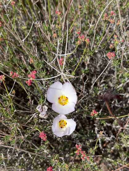 Image of two white Mariposa lily flowers with yellow centers.