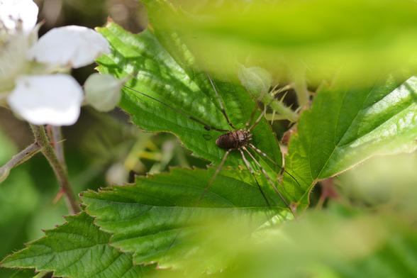 Photographie d'un opilion (un arachnide au corps non séparé en deux comme les araignées) à moitié dissimulé dans de la végétation. On le distingue à travers des couches de feuilles. L'opilion est entièrement brun foncé, avec de très longues pattes fines.