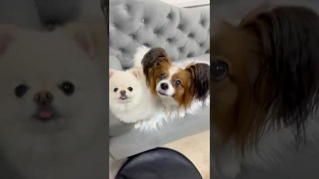 飼い主を手玉にとる犬 #papillon #pomeraniandog #犬にソファを取られた