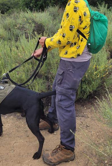 Man with no head wearing a ridiculously bright yellow fleece jacket and wearing a green ripstop nylon daypack, stuffed full of random stuff for testing. There is sage and oak in the background. Man is wearing Merrell boots. Dog with a harness that says DO NOT PET even though the dog likes petting is straining hard on the leash. The black dog is attempting to go down the trail to bark at two extremely out of control large dogs thar some macho dude has but cannot control, and it would be bad news if the dog picked a fight. The black dog also is particularly riled up because he really has to poo.