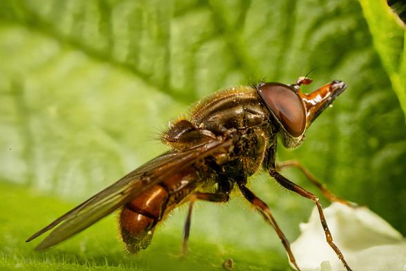 Makro shot of a fly sitting on a green leaf.