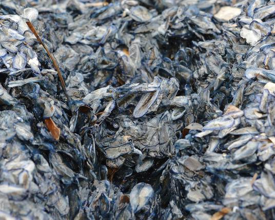 A photo of thousands of dead by-the-wind sailors with a loose outline of footprint in them.
