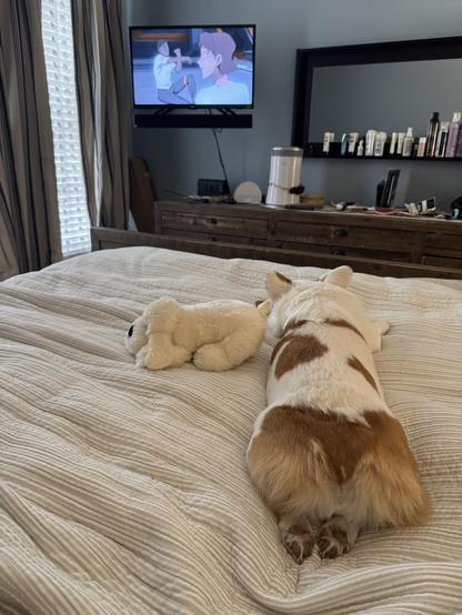 The same corgi is laying on the bed facing away from the camera while she watches Voltron on TV; her white stuffed dog sits to the left and both back feet are splooted back to show beans