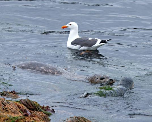 Seagull stalking new Harbor Seal Mom and Pup, hoping for an after birth meal.

Hopkins Beach Rookery, Pacific Grove, California

April 19th, 2025

ImagesByMEK.com