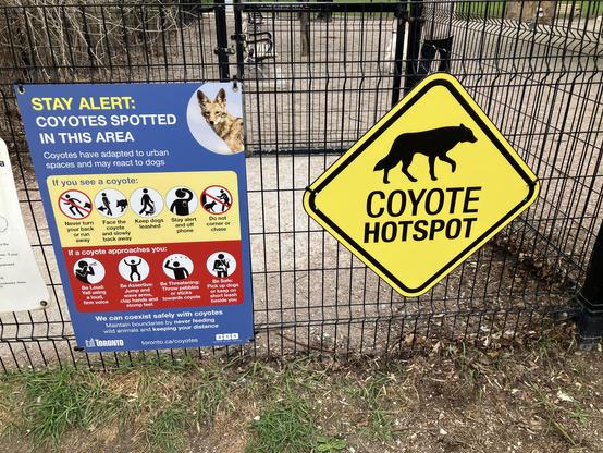 City of Toronto signage on downtown park fence with extensive dos and don’ts for coyote encounters