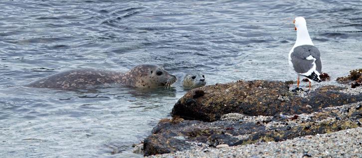 Seagull stalking new Harbor Seal Mom and Pup, hoping for an after birth meal.

Hopkins Beach Rookery, Pacific Grove, California

April 19th, 2025

ImagesByMEK.com