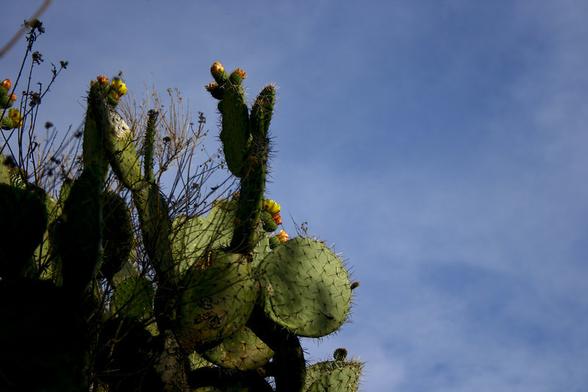 Una foto de un nopal con floren, espinas, un cielo azul con luz de un sol bajo, generando sombras
