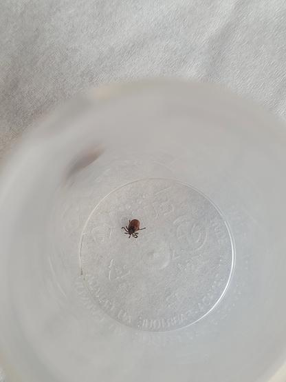 Sur la photo au fond d'un pot de pilule, une tique à pattes noires morte.