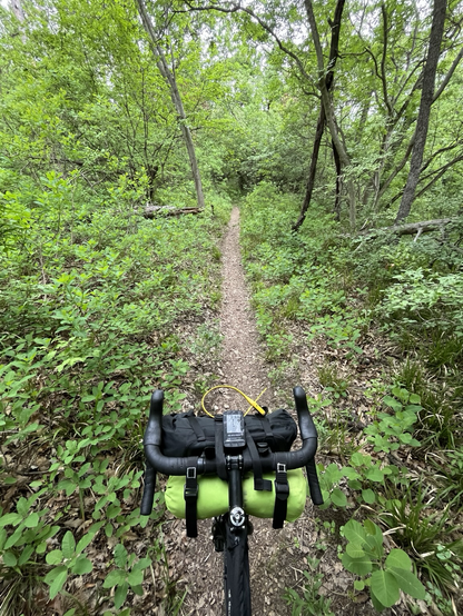 Narrow singletrack trail in a forest, my handlebars in the foreground.