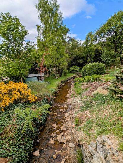 A brook goes from top to bottom, centrally. Either side of the brook is grass and trees but there is also a yellow bush to the left, and a small hut.