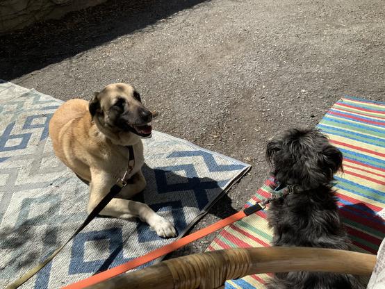 large beige and brown dog on a blue and grey zigzag patterned vinyl rug and a black and grey dog on a rainbow rug outside on a sunny day
