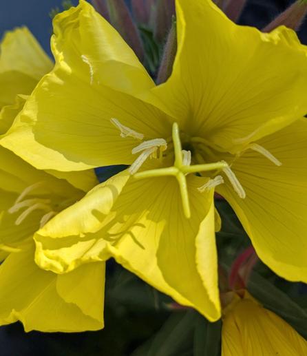 Hooker's evening primrose: a delicate bright yellow flower with four petals