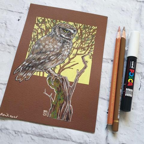 A small drawing of a little owl sitting on a branch stump, with a background of tree branches. The drawing is on dark brown pastel paper.
The aptly named Little Owl is Britain's smallest owl. The little owl has piercing yellow eyes and mottled brown and cream colouring across its head and body. The wings are rounded and move with rapid wingbeats.
An original art work
Colour pencil and mixed media on acid free toned artist paper
5 by 7 inches (12.7 by 17.8 cm).
Sold unframed