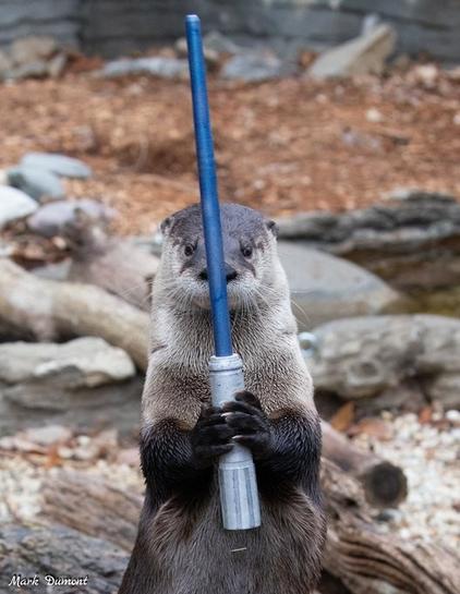 Azure Generated Description:
a seal holding a sword (42.74% confidence)
---------------
Azure Generated Tags:
animal (99.78% confidence)
mammal (99.43% confidence)
outdoor (98.67% confidence)
ground (96.14% confidence)
rock (93.38% confidence)
otter (87.66% confidence)
mustelidae (85.60% confidence)
mustelinae (84.30% confidence)
terrestrial animal (84.21% confidence)
zoo (52.19% confidence)