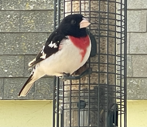 A new bird on the feeder. He has a big beak.