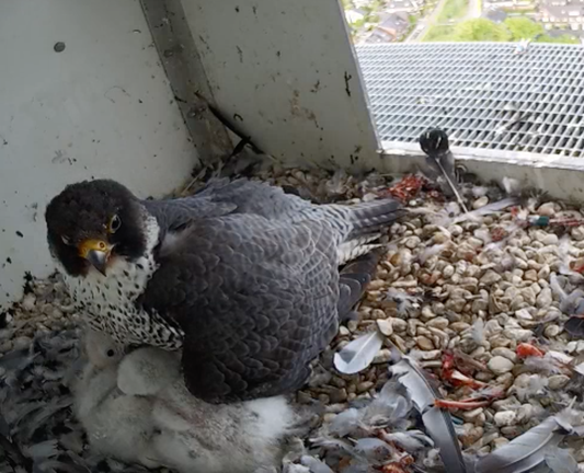 moeder slechtvalk houdt haar 4 jonkies warm