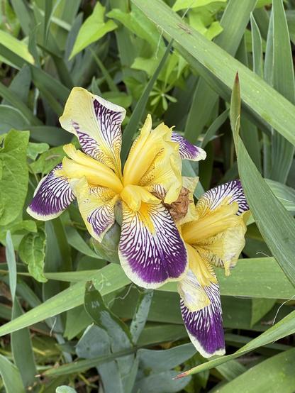 An amazingly colorful pair of irises from today's visit to the NC Arboretum in Asheville, NC, USA.  We haven't been able to drop in for over a month and the changes are amazing, as spring generally is.

Here are 2 fancy iris blooms, the outer petals on each a deep purple at the outside edge, veining in to the center, mixed with white, and a small amount of a yellow gold.  The 3 inner petals (?) are that same golden yellow color, but curled into tubes.  It makes for an eye-catching flower!  Below and behind the blossoms are the leaves of the iris and various other greenery.

Because I love all of you, I looked this up and it is a Loreley bearded iris.