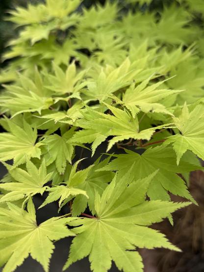 A very light green Japanese maple with its traditional cut-edged leaves was happily growing in a pot at the Arboretum today.  I adore these trees, in all of their forms, and wish I could keep them happy in pots.  The stems appear to be coral, but I thought this was too light a green for it to be the one I have, a Sango Kaku (?)

Again, if one trusts the image searches, this is the Acer shirasawanum 'Aureum' Golden Full Moon Japanese Maple.  And I want to adopt it.