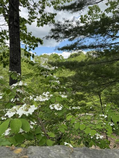 A small vista from one of the rock walls near the Education Building at the Arboretum today.  Beyond a bit of the rock wall, a blooming kousa dogwood is visible (it's about 10' tall, and planted below this wall.)  A pine tree is to the right, and a partially-leafed out oak tree is to the left.  Beyond that is a carpet of light green spring trees, and then a cut of blue sky amongst the clouds.

Not a great photo, but a beautiful setting.