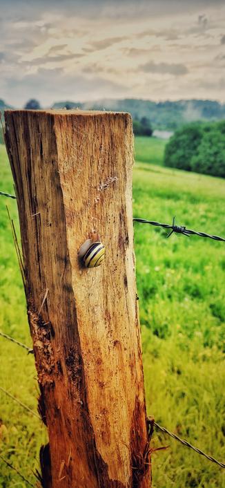 Foto eines Weidezaunpfosten auf dem eine Schnecke mit gelb schwarzem Schneckenhaus nach oben kriecht. Im Hintergrund sieht man Wiesen und Wälder und den mit dunklen Wolken bedeckten Himmel.

Photo of a pasture fence post on which a snail with a yellow and black shell is crawling upwards. In the background you can see meadows and woods and the sky covered with dark clouds