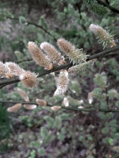Blüte der Sal Weide