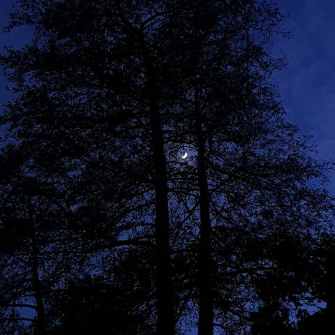 crescent moon between tree branches