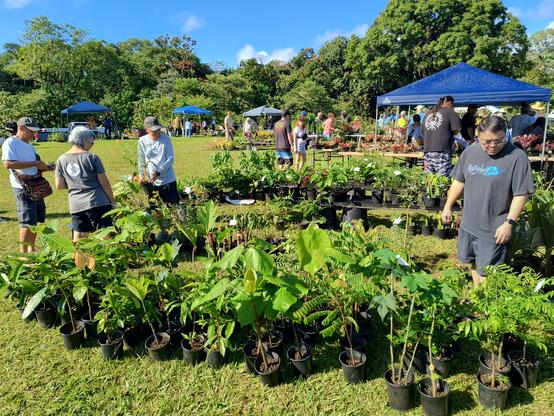 People looking at a bunch of potted plants at a plant sale at the pana'ewa zoo in Hilo, HI