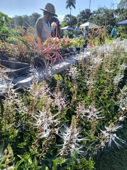 A person looking at plants for sale, with a bunch of white cat's whiskers plants in the foreground