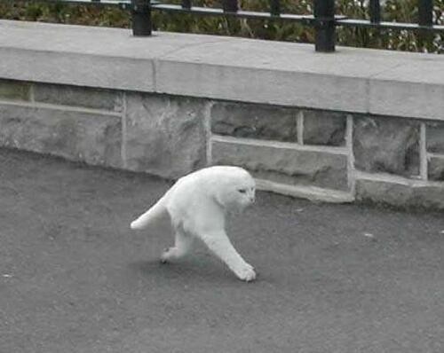 Old Google Streetview image showing what looks like the front half of a white cat with only two lets and a short tail. Obviously an error.