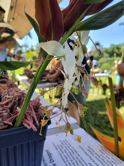 A white dangly flower with a bunch of bits sticking out. globba sherwoodiana "white dragon".