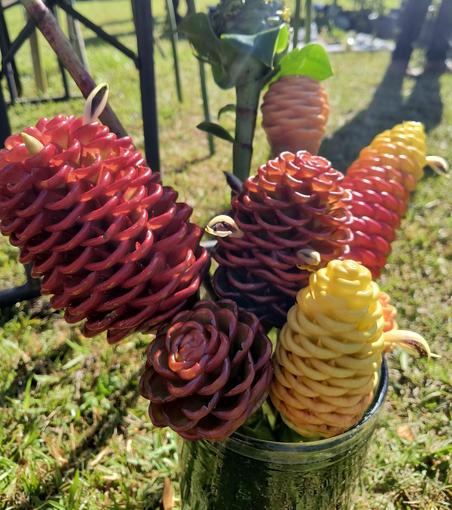 Beehive gingers in a variety of colors, including yellow, red, and yellow-red gradient