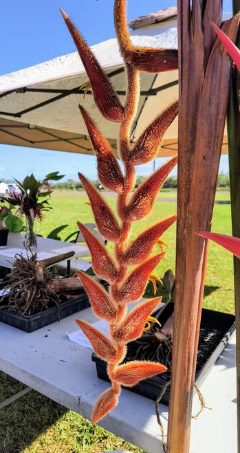 A large orange-red dangly heliconia with yellow fuzz all over it