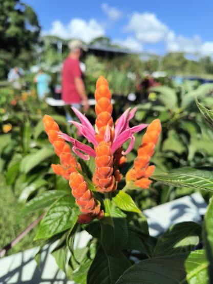 A bright orange flower with bright pink bits sticking out