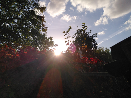 Lichtreflex der untergehenden Sonne hinter einer Hecke