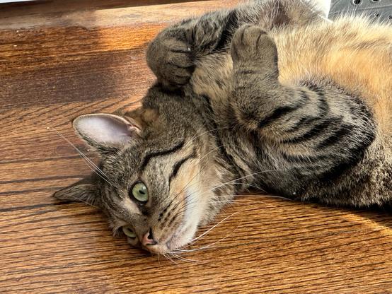 A tabby cat on a wood floor. She is lying on her back.