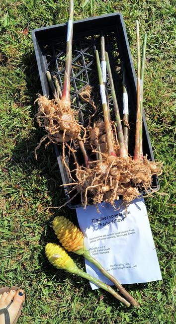 Zingiber spectable "early yellow". Cuttings and rhizomes on the ground.
