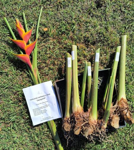 Heliconia caribaea x bihai "jacquini". Heliconia cutting and rhizomes on the ground.