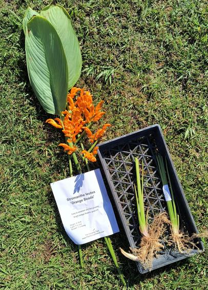 Stromanthe leutea "orange beads". Cuttings and rhizomes on the ground.