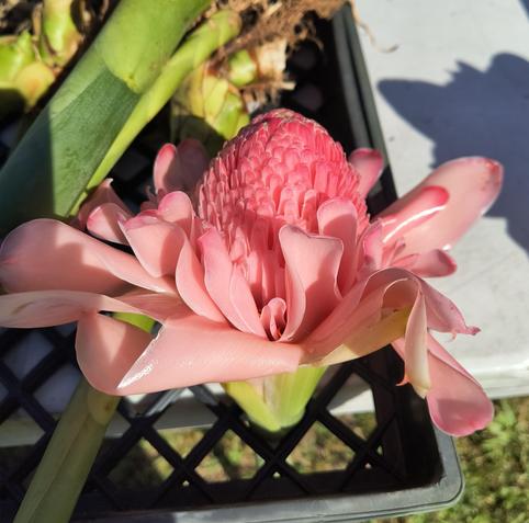 Cutting of a giant pink torch ginger
