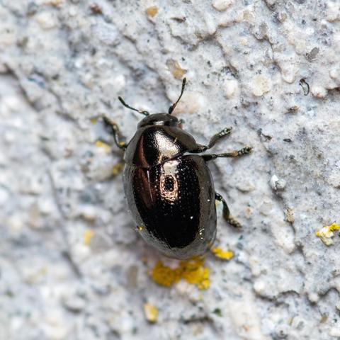 Close up shot of a small but shiny leaf beetle.