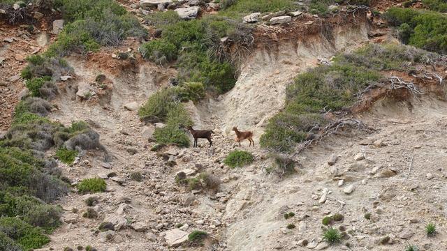 A photo of two goats walking along a rocky landscape.