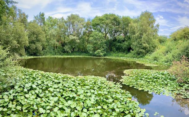 This image shows a tranquil pond surrounded by lush greenery. The pond has a surface partially covered by vibrant green water lilies. The surrounding area is dense with various types of trees and bushes, contributing to a secluded and natural setting. The sky appears partly cloudy, suggesting a serene day, ideal for a quiet nature outing. The overall scene encapsulates a peaceful aquatic environment, rich in plant life and natural beauty.