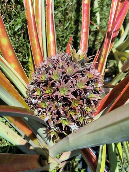 A pineapple with a million pineapple keiki in the middle, forming a globe of keiki where the pineapple fruit is usually located.