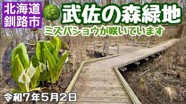 【北海道釧路の水芭蕉】初めて北海道釧路市武佐の森緑地へ行きました🚗ミズバショウが咲いていて春を感じて癒されました😃令和7年5月2日DJIOSMOACTION4&iPhone16で4K撮影