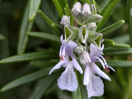 Close-up of a rosemary flower. It's a light people color and has a surprisingly complex form.