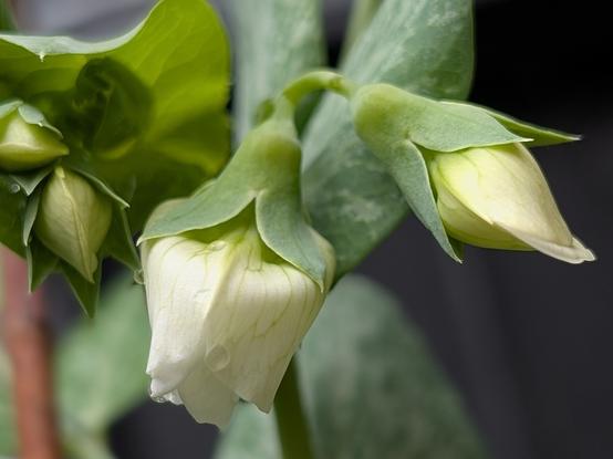The first sweet peas are showing their blooms. They're white, and at this stage look a little like a cowbell.