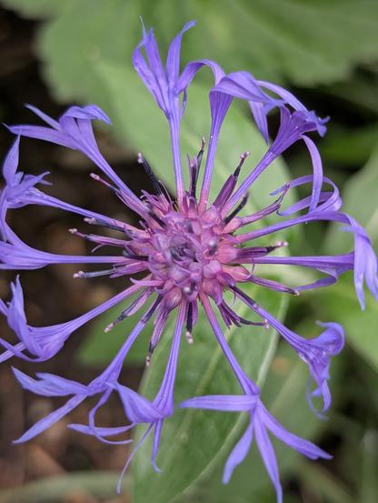 Some relative of a cornflower maybe? Looks like a purple firework.