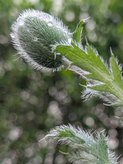 Closed bud of a poppy. It's very hairy and has caught a raindrop.