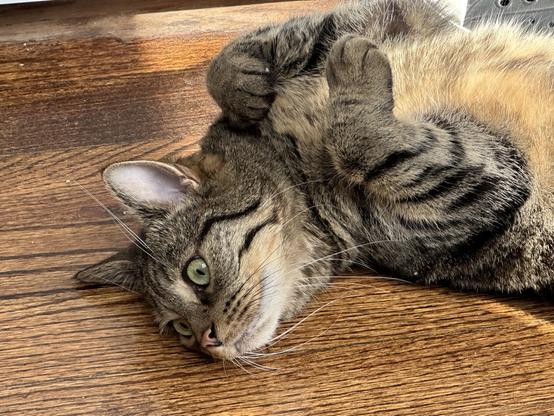 A tabby cat on a wood floor. She is lying on her back.